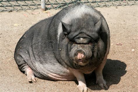 pics of ugly pigs|big fat ugly pig.